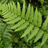 Fern Dixie Wood