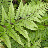 Limelight Earned Lady Fern