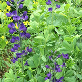 Blue False Indigo