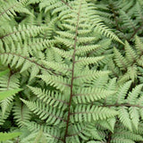 Ghost Painted Fern