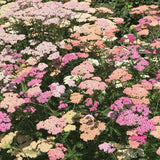 Achillea Summer Pastels