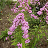 Jeana Garden Phlox