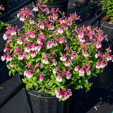Mirage Rose Bicolor Salvia