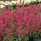 Morello Agastache