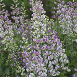 Plum Rosy False Indigo