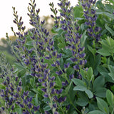 Indigo Spires False Indigo