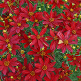 Sizzle & Spice Hot Paprika Tickseed