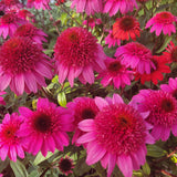 Double Scoop Watermelon Deluxe Coneflower