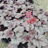 Smoke And Mirrors Coral Bells
