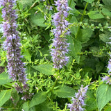 Hyssop