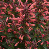 Summerlong Coral Hyssop
