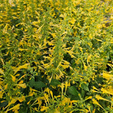 Summerlong Lemon Hyssop