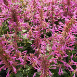 Summerlong Lilac Hyssop