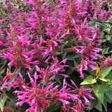 Summerlong Magenta Hyssop