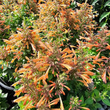 Summerlong Peach Hyssop