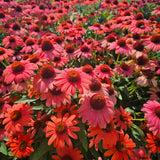 Sombrero Mandarin Mambo Coneflower