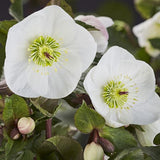 Ice N' Roses Bianco Hellebore