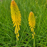 Glowstick Red Hot Poker