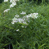 Tenuifolium Mountain Mint