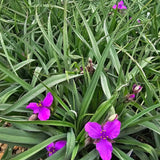 Concord Grape Spiderwort
