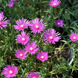Cooperi Hardy Ice Plant