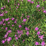 VERNONIA IRON BUTTERFLY (PURPLE)