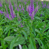 Skyward Lilac Speedwell