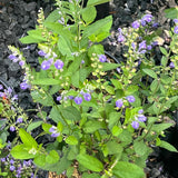 Hoary Skullcap