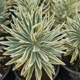 Tasmanian Tiger Spurge