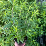 Blue-Stemmed Goldenrod