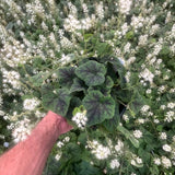 Running Tapestry Foamflower