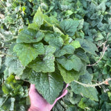 Brandywine Foamflower
