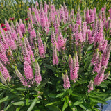 Skyward Light Pink Speedwell