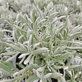 Exceptional Lavender