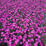 Firewitch Dianthus