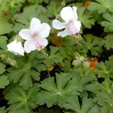 Biokovo Hardy Geranium