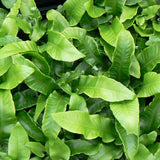 Fern Hart's Tongue