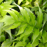 Fern Japanese Holly