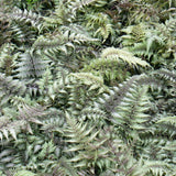 Fern Japanese Painted