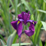 Variegated Iris