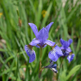 Siberian Caesars Brother Iris