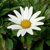 Becky Shasta Daisy