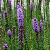 Dense Blazing Star