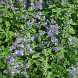Walkers Low Catmint