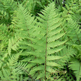 Fern Lady In Red
