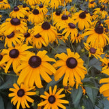 Goldsturm Black-Eyed Susan