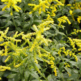 Fireworks Goldenrod