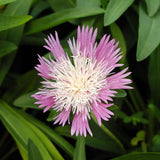 Colorwheel Stokes' Aster