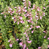 Chamaedrys Germander