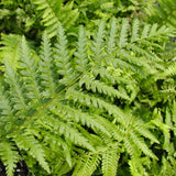 Male Fern